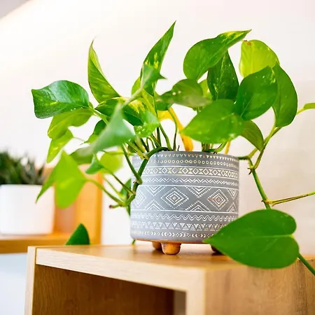 Appartement Lilium *